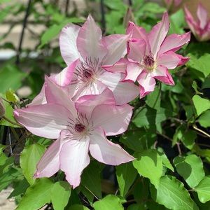 Meet your Posher, Nykiel